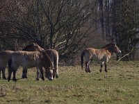 Equus ferus przewalskii 5, Przewalskipaard, Saxifraga-Jan Nijendijk