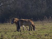 Equus ferus przewalskii 6, Przewalskipaard, Saxifraga-Jan Nijendijk