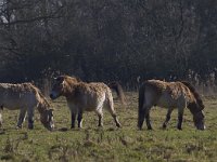 Equus ferus przewalskii 7, Przewalskipaard, Saxifraga-Jan Nijendijk