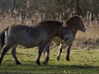 Equus ferus przewalskii 8, Przewalskipaard, Saxifraga-Jan Nijendijk