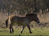 Equus ferus przewalskii 9, Przewalskipaard, Saxifraga-Jan Nijendijk
