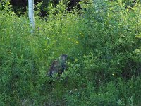Felis silvestris 13, Wilde kat, Saxifraga-Hans Dekker