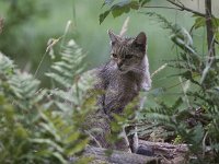 Felis silvestris 14, Wilde kat, Saxifraga-Mark Zekhuis