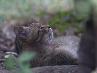 Felis silvestris 15, Wilde kat, Saxifraga-Mark Zekhuis