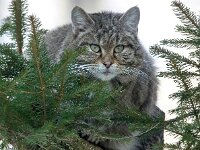 Felis silvestris 18, Wilde kat, Saxifraga-Bart Vastenhouw
