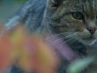 Felis silvestris 22, Wilde kat, Saxifraga-Luc Hoogenstein