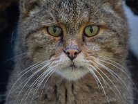 Felis silvestris 25, Wilde kat, Saxifraga-Luc Hoogenstein