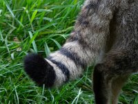 Felis silvestris 29, Wilde kat, Saxifraga-Luc Hoogenstein