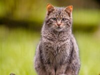 Cute European wild cat with distictive tail  Cute European wild cat (Felis silvestris) with distinctive striped and black tipped tail making eye contact : Feral, Netherlands, aggressive, animal, autumn, background, bush, carnivore, cat, cats, closeup, color, creature, cute, detail, endangered, environment, europe, european, eyes, face, feline, felis, forest, fur, green, highlands, hunter, looking, mammal, natural, nature, north, organism, outdoors, park, predator, rare, scotland, shrub, silvestris, sitting, species, striped, sweet, tail, wild, wildcat, wilderness, wildlife
