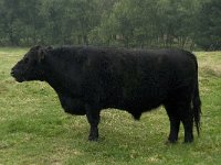 Galloway cattle 2, male, Saxifraga-Jan van der Straaten