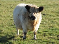 Galloway cattle 5, Saxifraga-Bart Vastenhouw