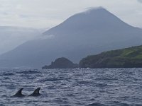 Grampus griseus 2, Grijze dolfijn, Saxifraga-Rik Kruit