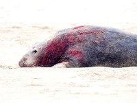 Halichoerus grypus 25, Grijze zeehond, Saxifraga-Bart Vastenhouw