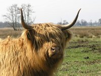 Highland Cattle, Schotse hooglander