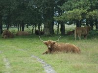 Highland Cattle 10, Schotse hooglander, Saxifraga-Willem van Kruijsbergen
