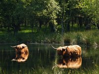 Highland Cattle 11, Schotse hooglander, Saxifraga-Hans Dekker