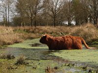 Highland Cattle 12, Schotse hooglander, Saxifraga-Hans Dekker