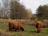Highland Cattle 13, Schotse hooglander, Saxifraga-Hans Dekker
