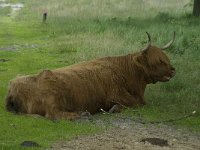 Highland Cattle 15, Schotse hooglander, Saxifraga-Willem van Kruijsbergen