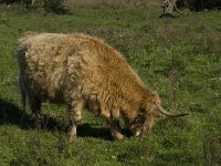 Highland Cattle 17, Schotse hooglander, Saxifraga-Jan van der Straaten