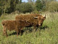 Highland Cattle 19, Schotse hooglander, Saxifraga-Jan van der Straaten
