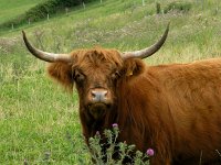 Highland Cattle 2, Schotse hooglander, Saxifraga-Hans Dekker