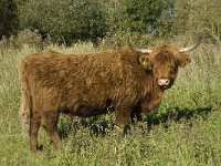 Highland Cattle 22, Schotse hooglander, Saxifraga-Jan van der Straaten