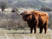 Highland Cattle 29, Schotse hooglander, Saxifraga-Piet Munsterman