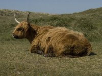 Highland Cattle 3, Schotse hooglander, Saxifrfaga-Jan van der Straaten