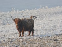 Highland Cattle 30, Schotse hooglander, Saxifraga-Adrie Bakx