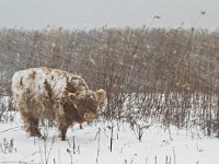 Highland Cattle 33, Schotse hooglander, Saxifraga-Rik Kruit