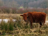 Highland Cattle 35, Schotse hooglander, Saxifraga-Harry van Oosterhout