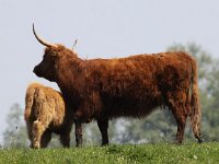 Highland Cattle 36, Schotse hooglander, Saxifraga-Peter Meininger