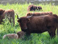 Highland Cattle 37, Schotse hooglander, Saxifraga-Bart Vastenhouw