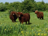 Highland Cattle 38, Schotse hooglander, Saxifraga-Mark Zekhuis