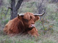 Highland Cattle 40, Schotse hooglander, Saxifraga-Bart Vastenhouw
