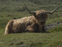 Highland Cattle 41, Schotse hooglander, Saxifraga-Willem van Kruijsbergen