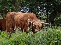 Highland Cattle 42, Schotse hooglander, Saxifraga-Bart Vastenhouw