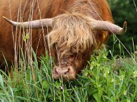 Highland Cattle 43, Schotse hooglander, Saxifraga-Bart Vastenhouw