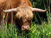 Highland Cattle 44, Schotse hooglander, Saxifraga-Bart Vastenhouw