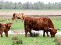 Highland Cattle 45, Schotse hooglander, Saxifraga-Bart Vastenhouw