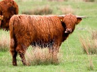 Highland Cattle 46, Schotse hooglander, Saxifraga-Bart Vastenhouw