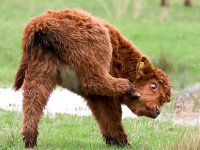 Highland Cattle 47, Schotse hooglander, Saxifraga-Bart Vastenhouw