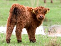 Highland Cattle 48, Schotse hooglander, Saxifraga-Bart Vastenhouw