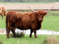 Highland Cattle 49, Schotse hooglander, Saxifraga-Bart Vastenhouw