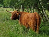 Highland Cattle 5, Schotse hooglander, Saxifraga-Hans Dekker