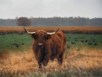 Highland Cattle 50, Schotse hooglander, Saxifraga-Hans Dekker