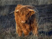 Highland Cattle 51, Schotse hooglander, Saxifraga-Hans Dekker