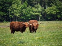 Highland Cattle 52, Schotse hooglander, Saxifraga-Hans Dekker