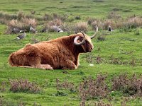Highland Cattle 53, Schotse hooglander, Saxifraga-Bart Vastenhouw